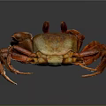 Vibrant Red Crab With Detailed Claws And Long Legs On Shiny Surface
