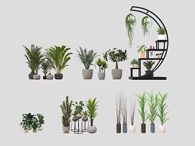 Various Stylish Bonsai and Potted Plants with Different Planters for Indoor Decor 3d model