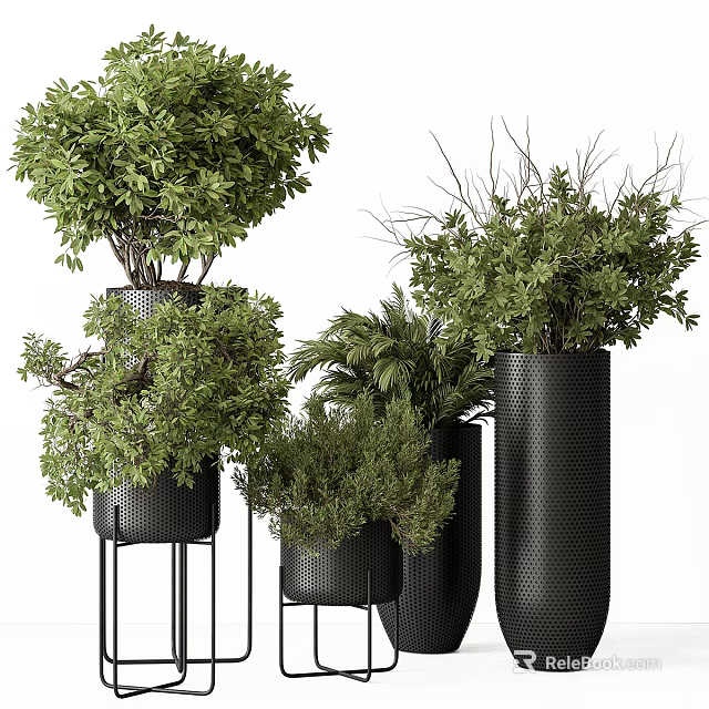 Bonsai Potted Plants With Lush Green Foliage In Black Decorative Planters And Stands 3d model 