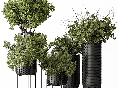 Bonsai Potted Plants With Lush Green Foliage In Black Decorative Planters And Stands 3d model