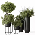 Bonsai Potted Plants With Lush Green Foliage In Black Decorative Planters And Stands