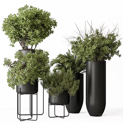 Bonsai Potted Plants With Lush Green Foliage In Black Decorative Planters And Stands 3d model