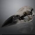 Anatomical Bird Skull with Long Sharp Beak Isolated on Gray Background