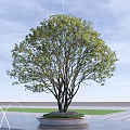 Circular Tree Pit with Lush Green Tree and Purple Flowers in Urban Plaza