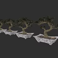 Bonsai Plants Arranged in Row with Curved Trunks Green Foliage and Stone Square Pots