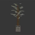 Bamboo Plant In Concrete Square Pot With Green Leaves And Brown Stems
