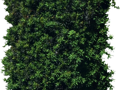 Lush Green Plants With Dense Foliage And Vibrant Leaves For Natural Wall Decor 3d model