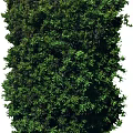 Lush Green Plants With Dense Foliage And Vibrant Leaves For Natural Wall Decor