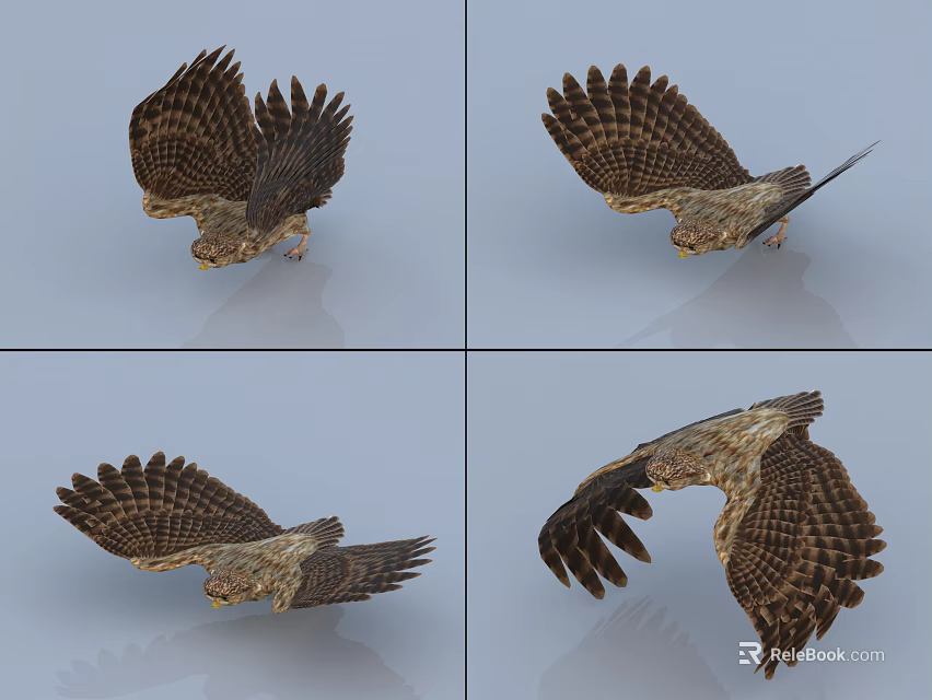 Eagle Flying Poses Showing Spreading Wings And Diving Actions From Multiple Angles 3d model 