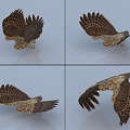 Owl Bird with Animated and Bound Eagle 3d model