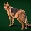 German Shepherd Portrait Standing in Side View With Brown and Black Coat Against Green Background