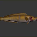 Yellow And Brown Striped Aquatic Fish With Elongated Body And Fins On Dark Surface