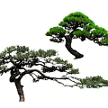 New Chinese Style Pine Tree Modeling Pine Black Pine Luo Han Pine Crooked Neck Tree Landscape Tree Modeling Tree Bonsai Ornamental Tree Colorful Leaf Trees Trees Shrubs Plants 3d model