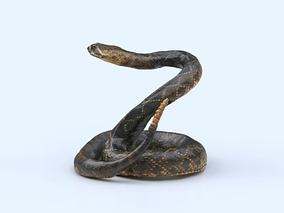 Coiled Brown and Black Patterned Snake with Raised Head on Light Background 3d model