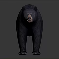 Realistic Black Bear Standing In Front View With Dark Background And Detailed Fur