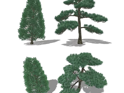 Different Types of Evergreen Trees with Distinct Canopy Shapes and Lush Foliage Details 3d model