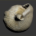 conch bone snail snail field snail shellfish marine animal fish freshwater fish marine fish animal 3d model