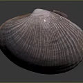 Beautiful Clam Shell With Intricate Purple Texture And Rounded Shape On Dark Background