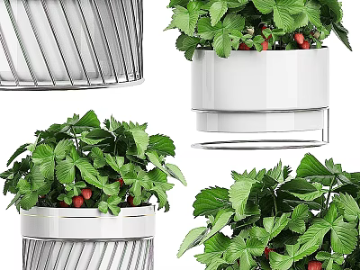 Modern Hanging Strawberry Plants With Green Leaves Red Strawberries And White Metal Pots 3d model