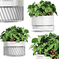 Modern Hanging Strawberry Plants With Green Leaves Red Strawberries And White Metal Pots