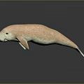 Detailed Pink Manatee Model Showcased On Smooth Surface With Soft Reflection Effect 3d model
