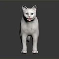 White Cat Standing On Smooth Surface With Gray Gradient Background 3d model