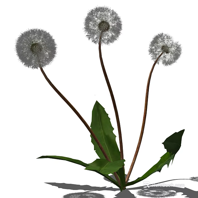 Dandelion Flowers With White Puff Balls Green Leaves And Brown Stems 3d model 