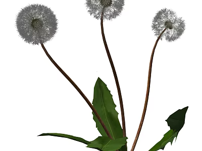 Dandelion Flowers With White Puff Balls Green Leaves And Brown Stems 3d model