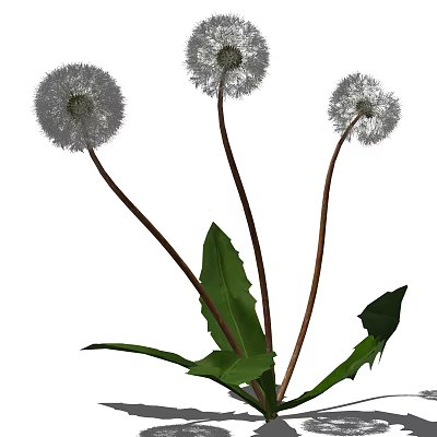 Dandelion Flowers With White Puff Balls Green Leaves And Brown Stems 3d model