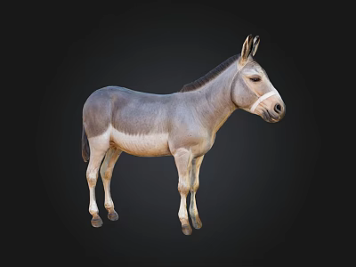 Realistic Full Body Gray And Light Brown Donkey Standing Isolated On Black Background 3d model
