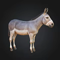Realistic Full Body Gray And Light Brown Donkey Standing Isolated On Black Background