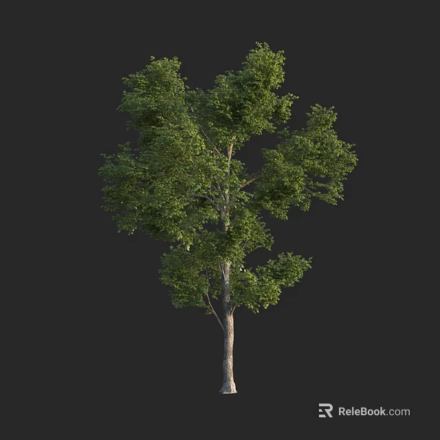 Tall Green Leafy Tree With Thick Trunk And Lush Foliage In Natural Scene 3d model 