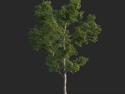Tall Green Leafy Tree With Thick Trunk And Lush Foliage In Natural Scene 3d model