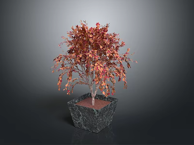Ornamental Plant With Red And Orange Leaves In Black Marble Planter On Dark Background 3d model