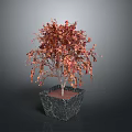Ornamental Plant With Red And Orange Leaves In Black Marble Planter On Dark Background