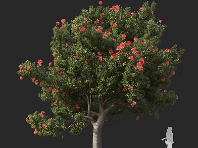 Ornamental Arbor Tree With Vibrant Red Flowers Lush Green Foliage And Human Silhouette For Scale 3d model