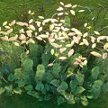 Aquatic Plants Lush Growth With Green White Leaves And Yellow Flowers In Wetland Area