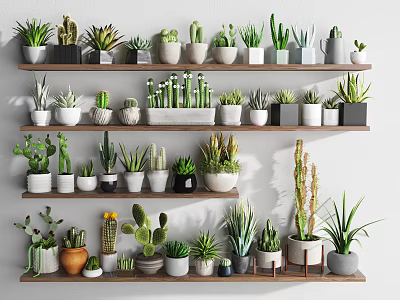 Different Types of Potted Bonsai and Succulent Plants on Indoor Wooden Shelves with Various Pots 3d model