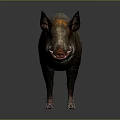 Wild Boar With Rough Brown Gray Fur And Red Snout In Standing Posture