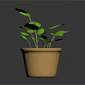Green Leafy Plant in Terracotta Pot with Fresh Foliage on Dark Surface