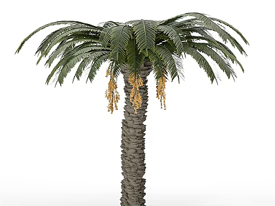 Tall Palm Tree With Green Fronds Brown Trunk And Yellow Inflorescences 3d model