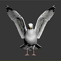 Seagull with White Feathers Spread Wings Yellow Beak and Black Wing Tips on Reflective Surface
