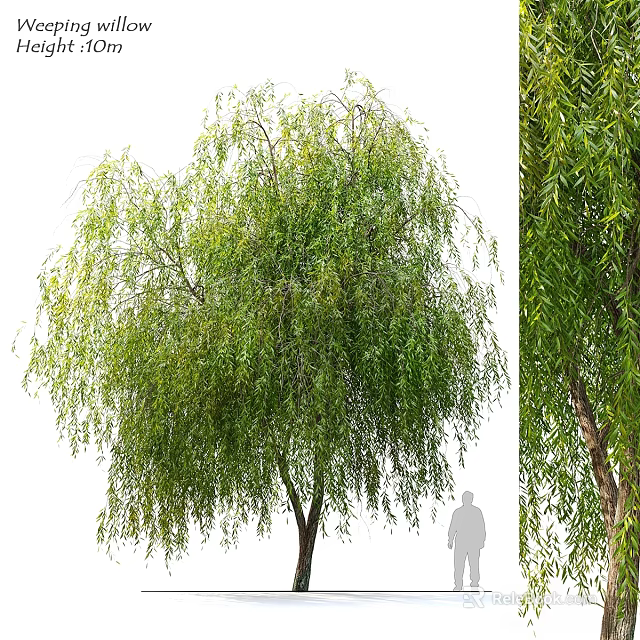 Decorative Plant Ornament Set With Weeping Willow And Green Leaf Decor For Home 3d model 