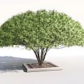 Lush Green Tree In Square Concrete Tree Pit With Grid Patterned Base