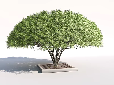 Lush Green Tree In Square Concrete Tree Pit With Grid Patterned Base 3d model