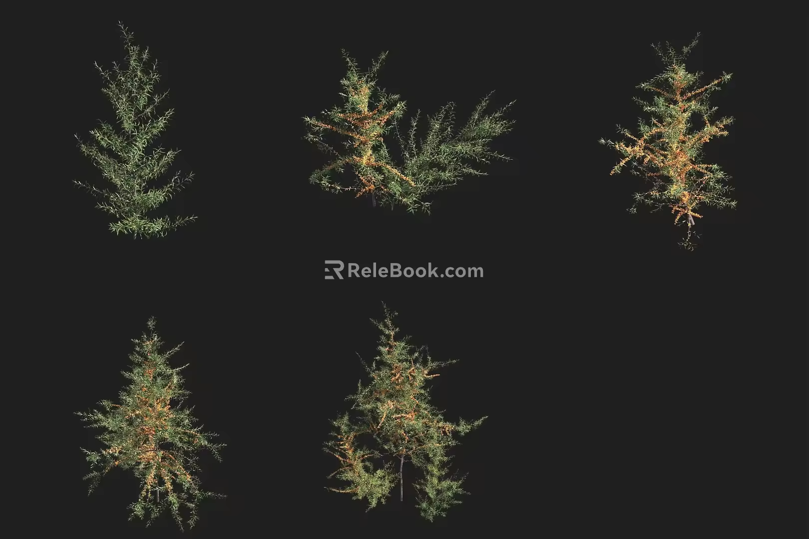 Zada sea buckthorn shrub 3d model