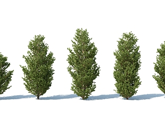 The Modern Tree 3d model