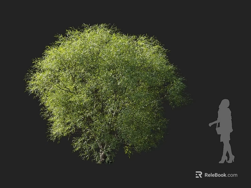 Lush Green Tree With Full Foliage And Silhouette Of Person Against Dark Background 3d model 
