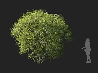 Lush Green Tree With Full Foliage And Silhouette Of Person Against Dark Background 3d model
