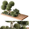 Uniquely Shaped Arbor Featuring Rounded Canopy Twisted Trunk And Small Shrubs On Wooden Platform 3d model
